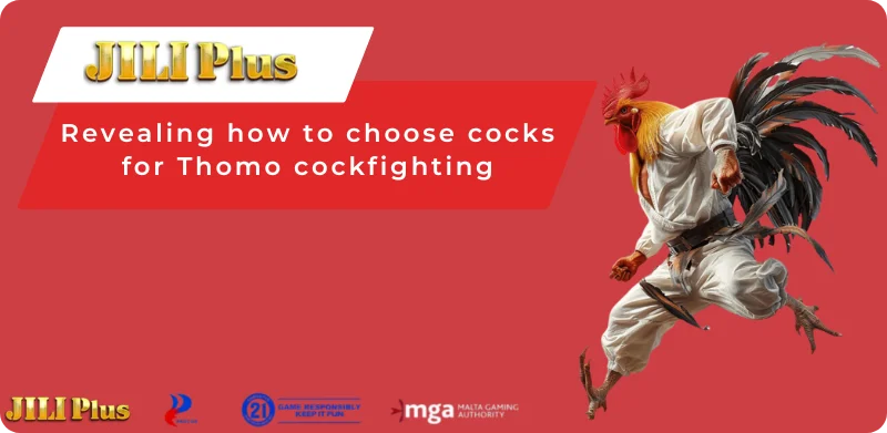 Revealing how to choose cocks for Thomo cockfighting